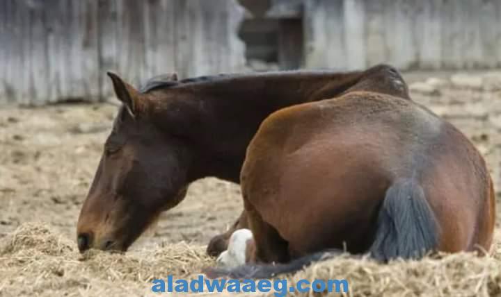 معلومة على السريع لماذا يتم قتل الحصان في حالة وجود كسر بأرجله