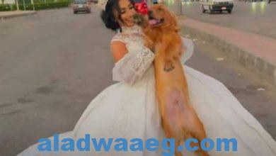صورة هجوم نشطاء مواقع التواصل علي  أول سيدة مصرية تتزوج كلب وتقيم ليله للزفاف هبة مبروك تكشف حقيقة زواجها من كلب بعد