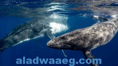 صورة أشهر أنواع الحيتان في العالم وأكبر الحيتان المُسنَنة ليصبح بمقدور البشر التحدث إلى هذه الحيوانات البحرية المهيبة.