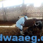 تطعيم ١٥٧ ماشية من اجل   مواجهة الحمى القلاعية في دمياط .