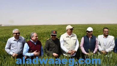 صورة وزير الزراعة يتفقد أحد حقول القمح بأسوان ويؤكد أن المحصول بخير والدولة تدعم الاستثمار الاجنبي. 