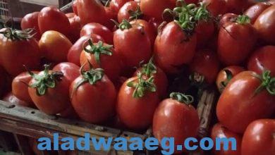 صورة تاجر ضد الغلاء كيلو الطماطم بخمسة جنيهات بدلا من ٢٠ جنيها في دمياط