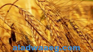 صورة الزراعة: 8 توصيات هامة لمزارعي القمح، يجب مراعاتها عند عمليات الحصاد، وتوريد المحصول