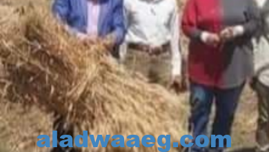 صورة وكيل زراعة الفيوم لجان مشتركه من الزراعه والتموين والمحليات لعمل حصر بكميات القمح الذي تم حصادة