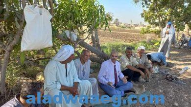 صورة وكيل زراعة الفيوم يتابع توريد وتسويق الأقطان ويلتقى بالمزارعين بسنورس 