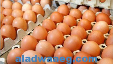 صورة شعبة المواد الغذائية: مبادرات الدولة أسهمت في تراجع سعر طبق البيض الأبيض لـ70 جنيها