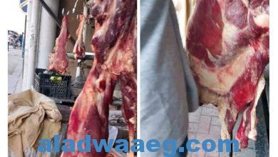 صورة ضبط 24كيلو من اللحوم البلدي المذبوحة خارج المجزر ويحرير عدد 6 محاضر بمحافظة الأقصر
