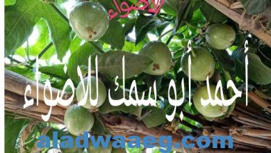 صورة شجرة مصرية تزرع أعلى المنازل بها 40 نوع فاكهة.. الكيلو يباع بـ 300.جنيه