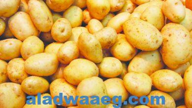 صورة آلاف طن زيادة فى واردات تقاوى البطاطس للموسم الجارى
