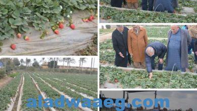 صورة محافظ القليوبية يتفقد 4 نماذج لزراعة الفراولة والبطاطس والقمح بنظام الري الحديث لدعم المزارعين وتشجيعهم