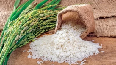صورة أزمة حقيقية في الأرز والاستيراد سيجعل المحلي مرطرط في الأسواق