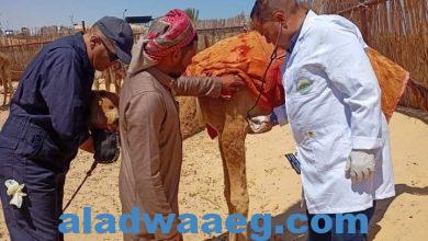 صورة اختتام أعمال القافلة البيطرية المجانية بمحافظة شمال سيناء