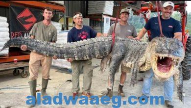 صورة التمساح الأضخم في العالم في يدي الصيادون 