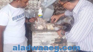 صورة ضبط ربع طن دجاج غير صالح للاستهلاك الادامى  و60 شمعة فلتر مجهولة المصدرفي جنوب سيناء