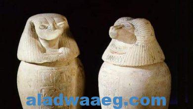صورة حل “لغز غريب” من مصر القديمة عن قردة البابون المحنطة