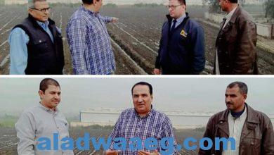 صورة وكيل وزارة الزراعة بدمياط يمر علي زراعات القمح علي مصاطب بكفر سعد