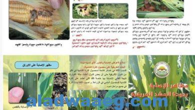 صورة الزراعة” و “فاو” يصدران عددا من النشرات والمصلقات الارشادية لتوعية المزارعين بخطورة دودة الحشد الخريفية وطرق الوقاية منها