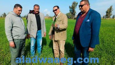 صورة جولة تفقدية لسميح عبد السميع وكيل وزارة الزراعة للاطمئنان على الزراعات الشتوية بدمياط