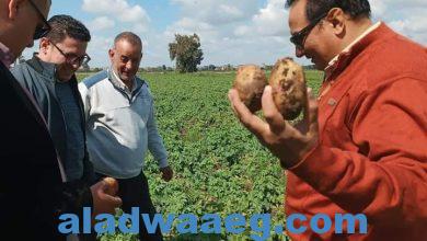 صورة متابعة وكيل وزارة الزراعة بدمياط لزراعات البطاطس
