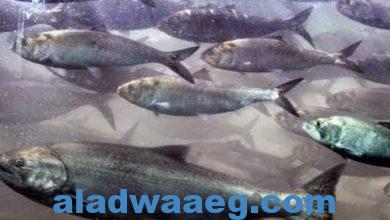 صورة اميركا.منع صيد سمك السلمون للعام الثانى على التوالى قبالة سواحل كاليفورنيا