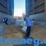 استقبال محصول القمح خلال موسم التوريد 2024 بالشون والصوامع بنطاق محافظة الدقهلية