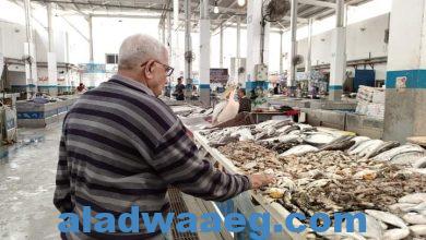 صورة رئيس شعبة الأسماك بتجارية الإسماعيلية يعلن إنخفاض اسعارها 30 %