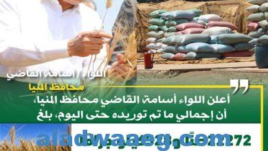صورة توريد 22 ألف طن من محصول القمح بالشون والصوامع الحكومية بمراكز المنيا