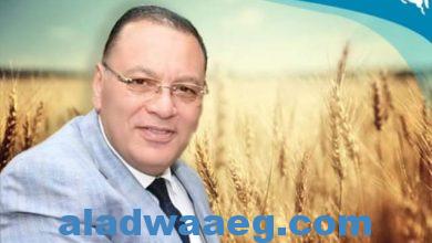 صورة استمرار توافد محصول القمح على صوامع وشون محافظة الشرقية