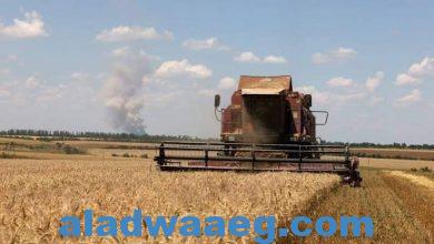 صورة روسيا تتقدم مصدري القمح إلى مصر بنسبة 80% من إجمالي وارداتها