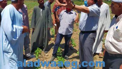 صورة وكيل زراعة الفيوم يقوم بالتوعية في الحقول لحث المزارعين على زراعة دوار الشمس