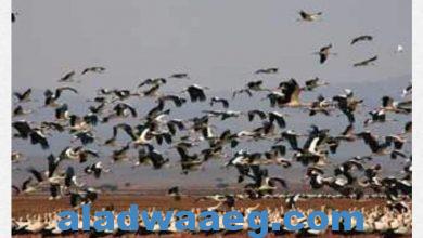 صورة ، اليوم العالمي للطيور المهاجرة، ويأتي الاحتفال هذا العام 2021 ، تحت شعار “غني – طير ..حلق مثل الطيور