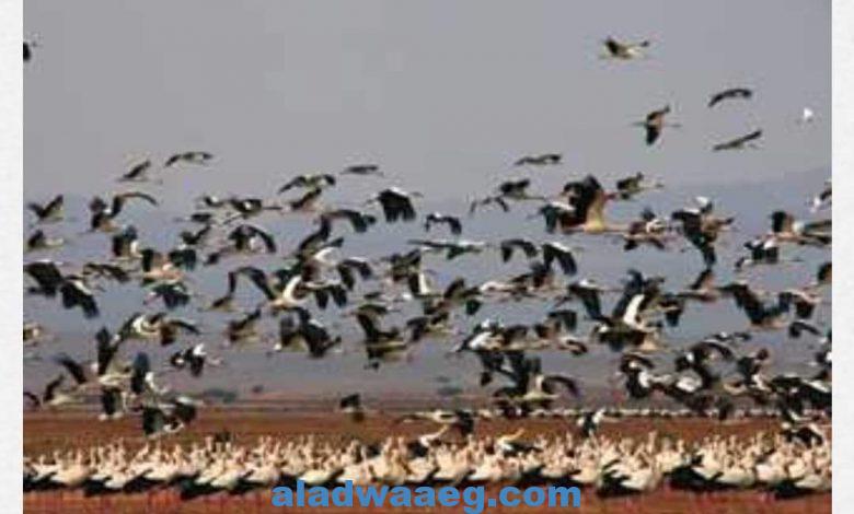 ، اليوم العالمي للطيور المهاجرة، ويأتي الاحتفال هذا العام 2021 ، تحت شعار "غني - طير ..حلق مثل الطيور