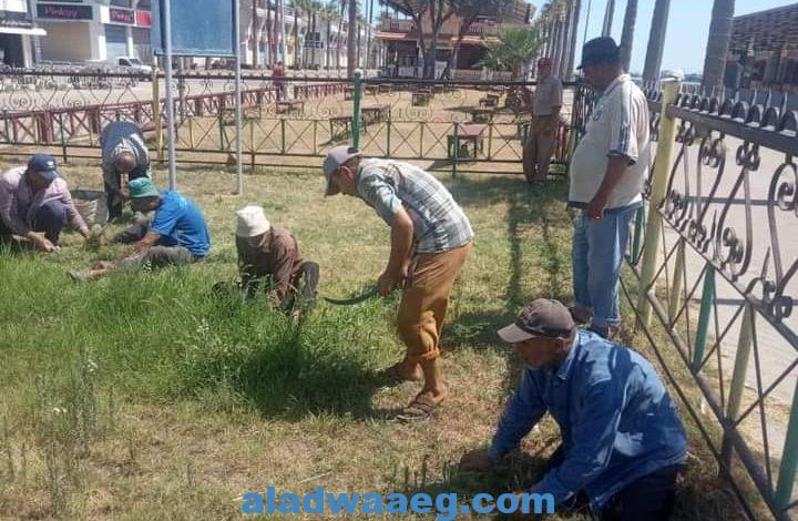 صيانة الحدائق وزراعة ١٥٠ شجرةً في الشيخ ضرغام الجديد براس البر