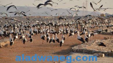 صورة وزيرة البيئة : رصد أولى أسراب الطيور المهاجرة بمحميات جنوب سيناء