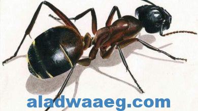 صورة معلومات عن  عجائب الموت عند النمل،،،