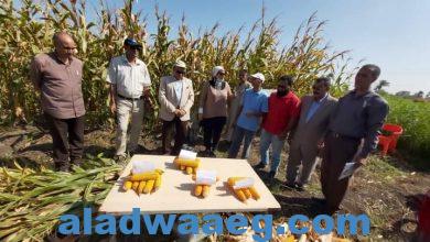 صورة وكيل زراعة الفيوم يشهد يوم حصاد محصول الذرة الشامية