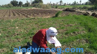 صورة وكيل زراعة الفيوم يتابع الزراعات ويشدد على المزارعين بعدم تحميل الذرة الشاملة مع البنجر او البرسيم.