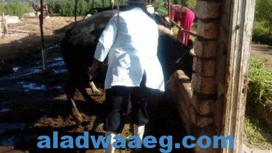 صورة تطعيم ١٥٧ ماشية من اجل   مواجهة الحمى القلاعية في دمياط .