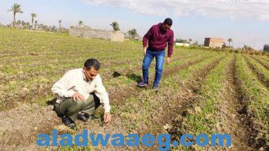 صورة وكيل زراعة الفيوم الحملة القومية لمحصول القمح تتابع 170 حقل إرشادي للمحصول بالمحافظه