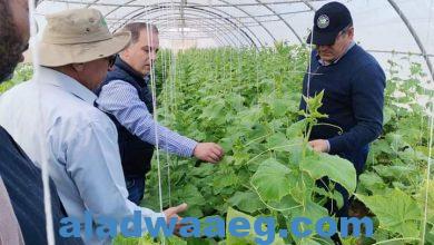 صورة وزير الزراعة يكلف وفد علمي بتفقد الهجن الجديدة لإنتاج تقاوي الخضر في سوهاج