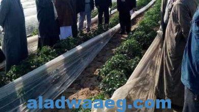 صورة زراعة الشرقية تنفذ مدرسة حقلية إرشادية عن زراعة محصول الطماطم لمزارعي مدينة الصالحية الجديدة.