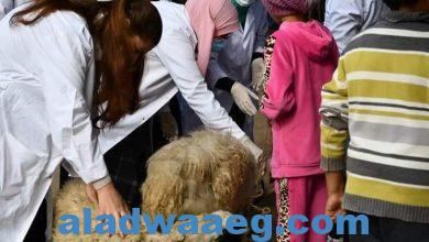 صورة فحص وعلاج ٢٧٠ حالة بقرية أولاد حمزه خلال قافلة جامعة سوهاج البيطرية المجانية.