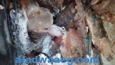 صورة ضبط لحوم وأسماك مجهولة المصدر خلال حملات تموينية وتفتيشية مفاجئة على المحال التجارية والجزارة بمركز منيا القمح.
