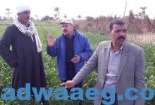 صورة وكيل زراعة الفيوم يشيد بمجهود المديرية والحملة القومية للنهوض بمحصول القمح.