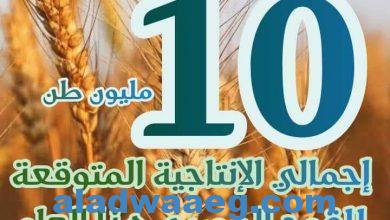 صورة أرقام X الزراعة”| نستعرض أهم الأرقام حول محصول القمح.