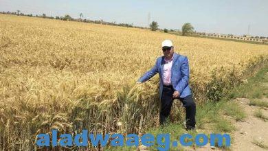 صورة وكيل زراعة الفيوم يتفقد احد حقول محصول القمح استعدادا للحصاد والتوريد