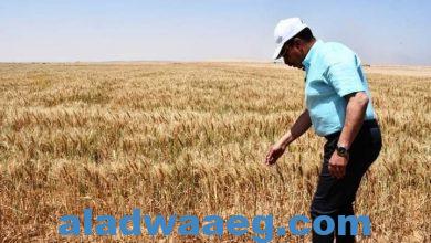 صورة محافظ أسوان يعطى إشارة البدء لموسم حصاد القمح بإحدى مزارع وادى الصعايدة بإدفو 