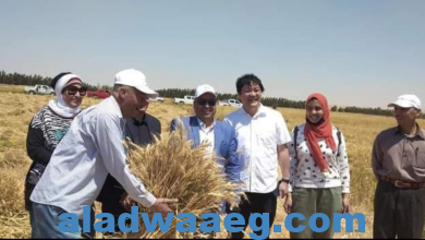 صورة وكيل زراعة الفيوم يفتتح موسم حصاد القمح بكوم أوشيم