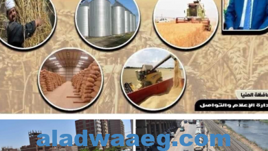 صورة توريد 243 ألف طن من محصول القمح بالشون والصوامع الحكومية بالمنيا