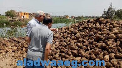 صورة الزراعة” تتابع توريد محصول البنجر لمصانع السكر في محافظة كفر الشيخ 